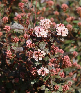Physocarpus opulifolius 'Little Joker'